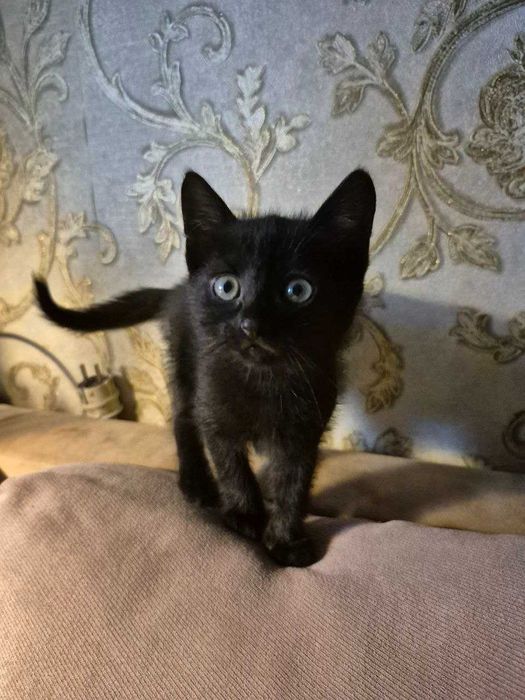 Віддам кішечку в добрі руки!