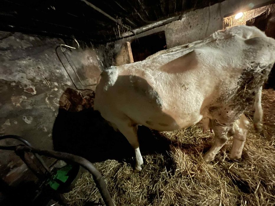 Krowy mleczne na sprzedaż