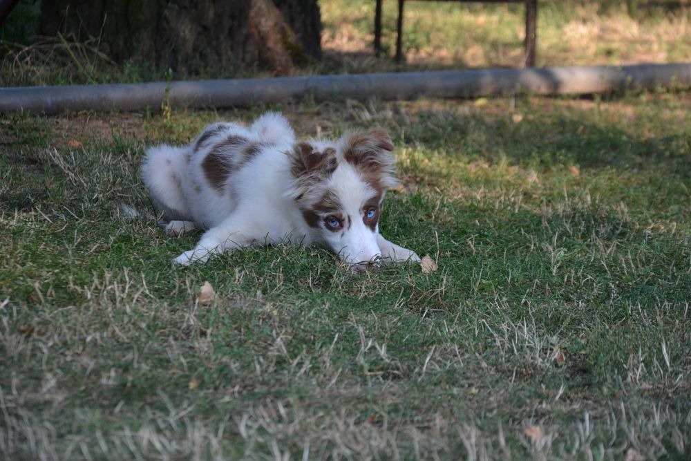Border Collie suczka