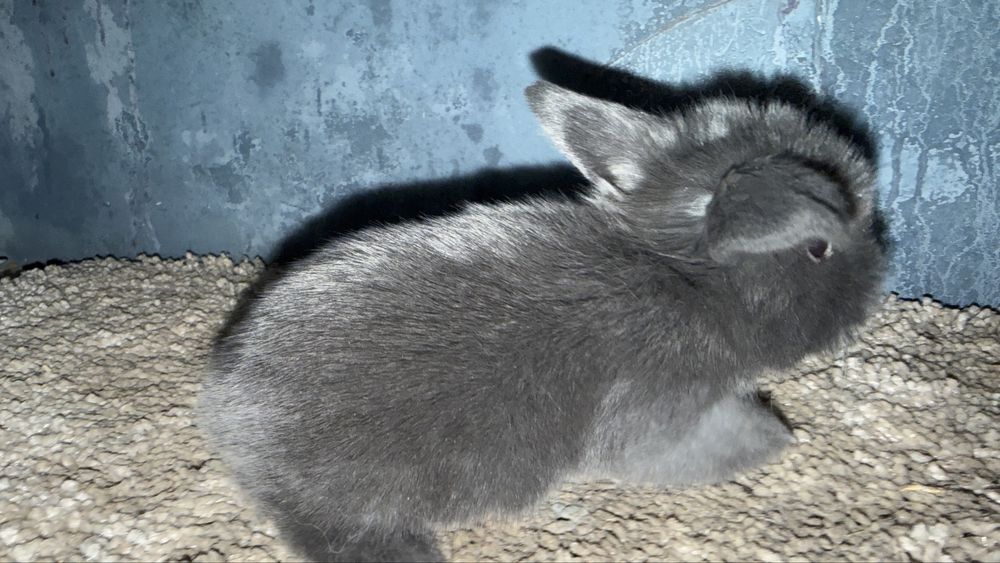 Mini Lop Królik Miniaturowy Mini Lopy