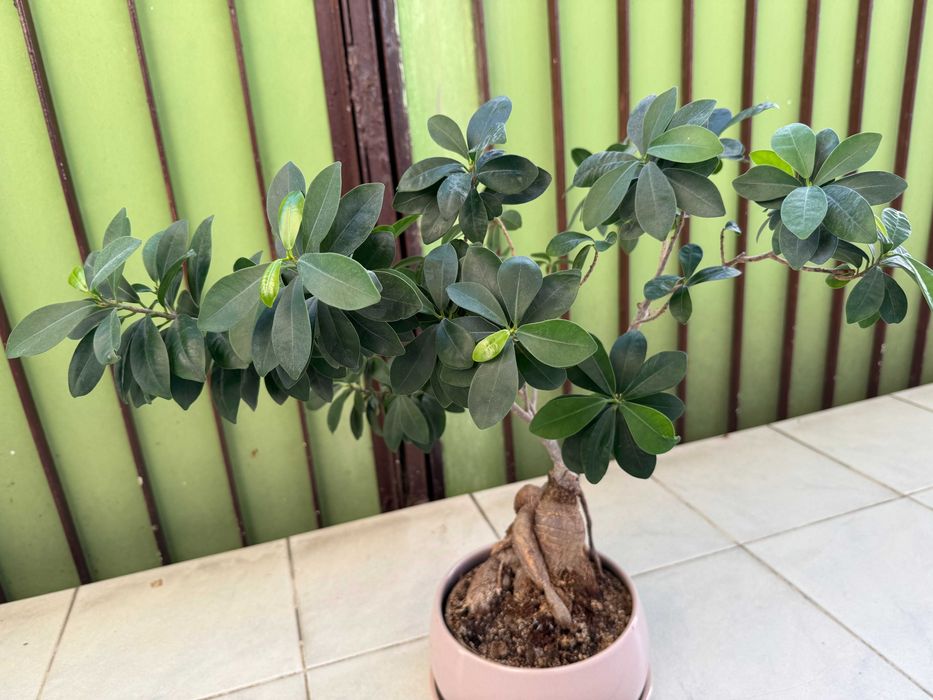 Fikus - Bonsai + doniczka