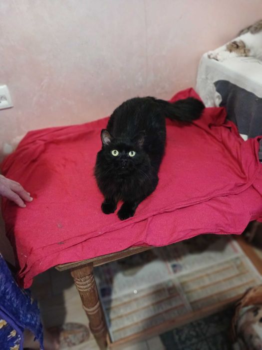 Czarny puchaty kotek Baron, fiv+