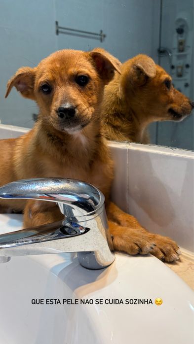 Cachorros para adoção responsavel
