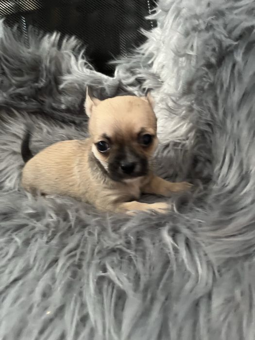 Chihuahua piesek