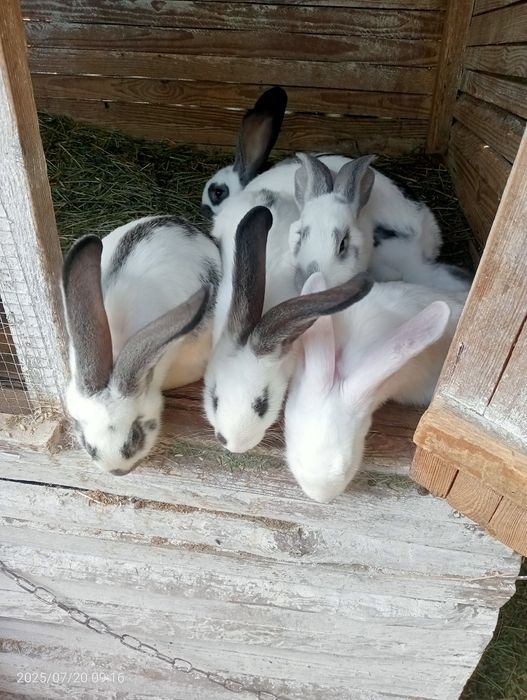 Кролі  і мододняк