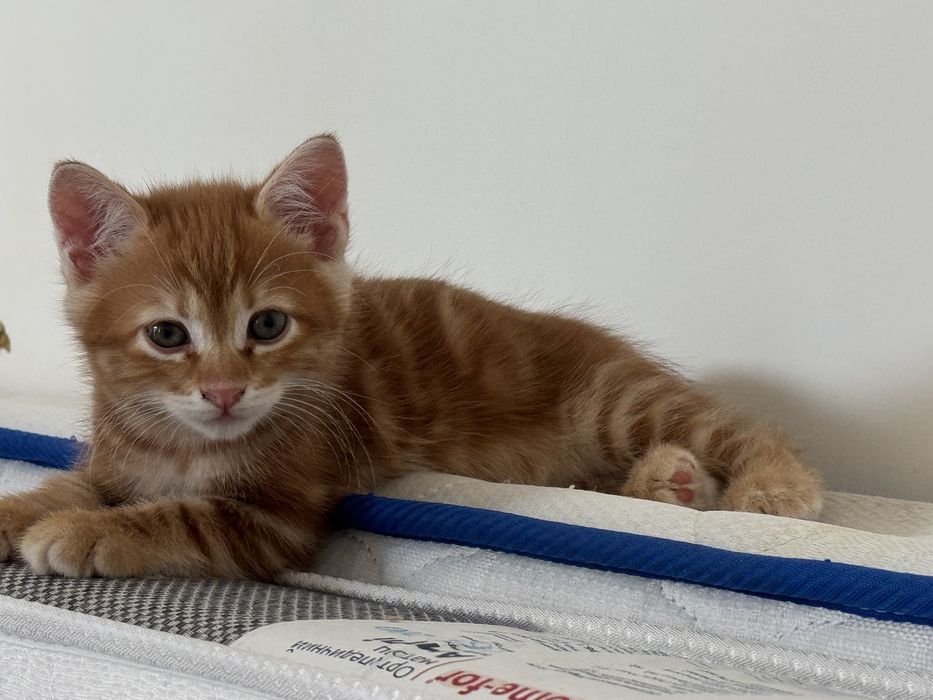 Котята Курильського Бобтейла