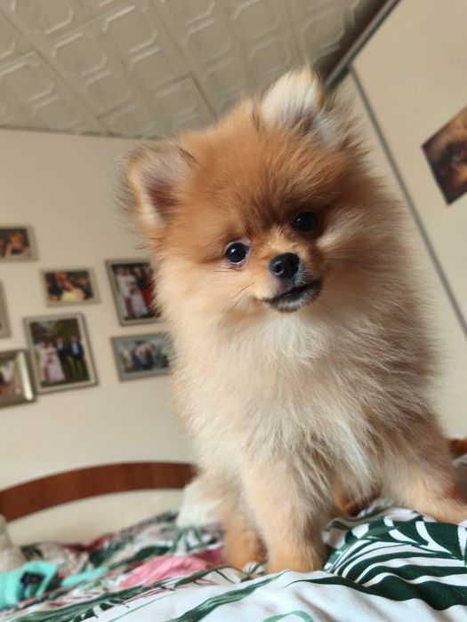 Szpic miniaturowy pomeranian