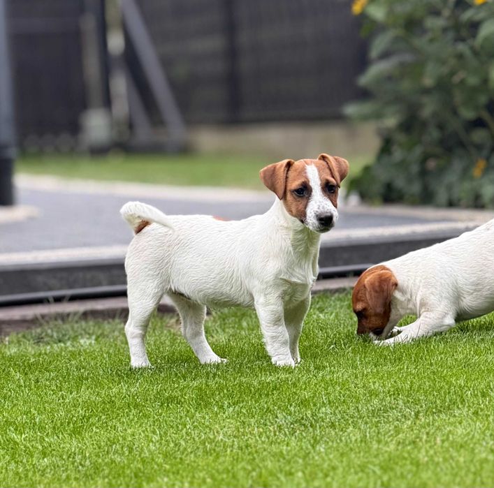 Jack Russell Terrier SUCZKA od # SMARTIE * JACKS # Rodzice FCI/ZKwP