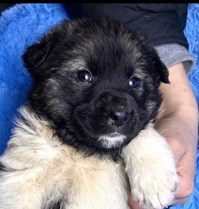 Тайсон - Самый Лучший Пес