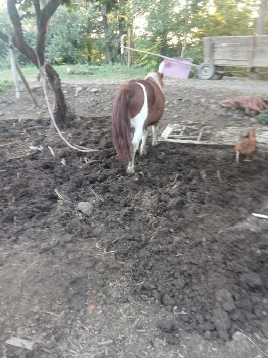 Продається жеребець поні