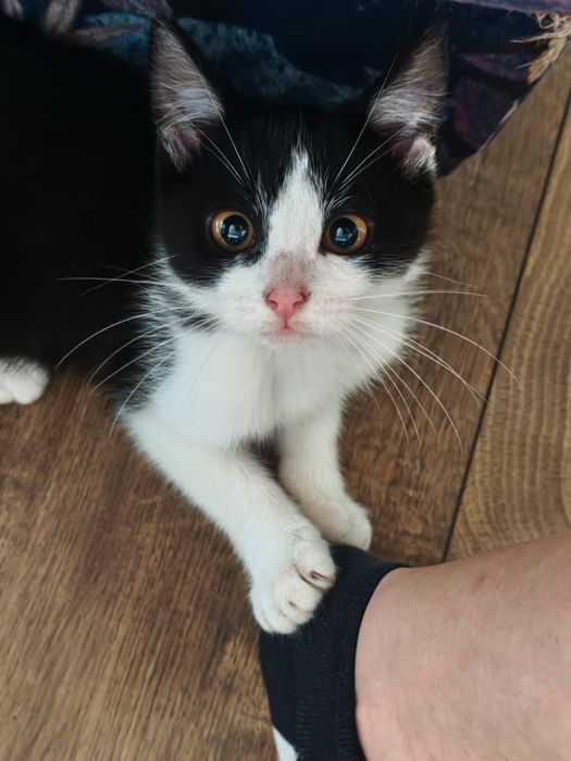 Dwa kocurki do adopcji