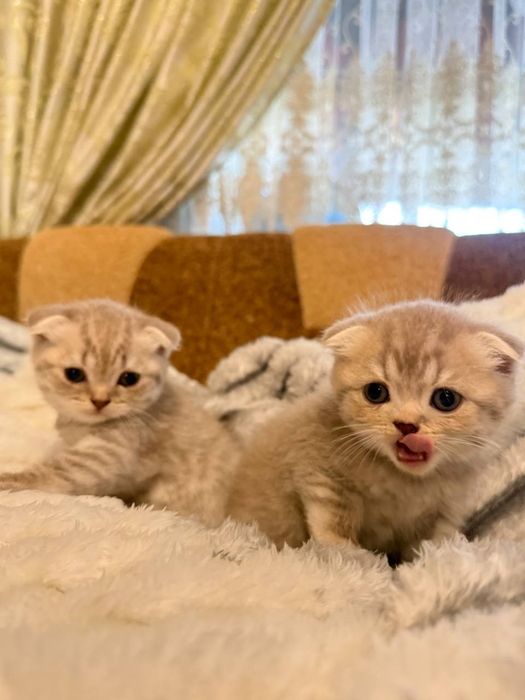 Шотландські весловухі кошенята