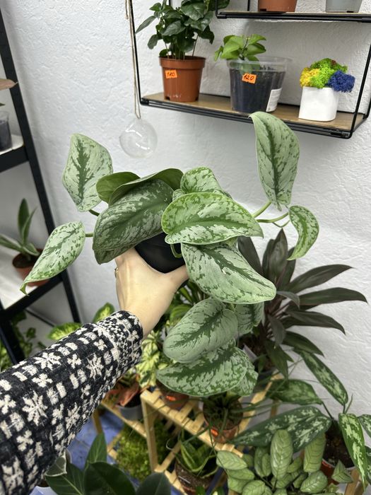 Квіти кімнатні рослини