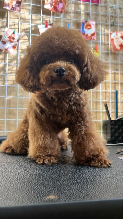 Той пудель вязка