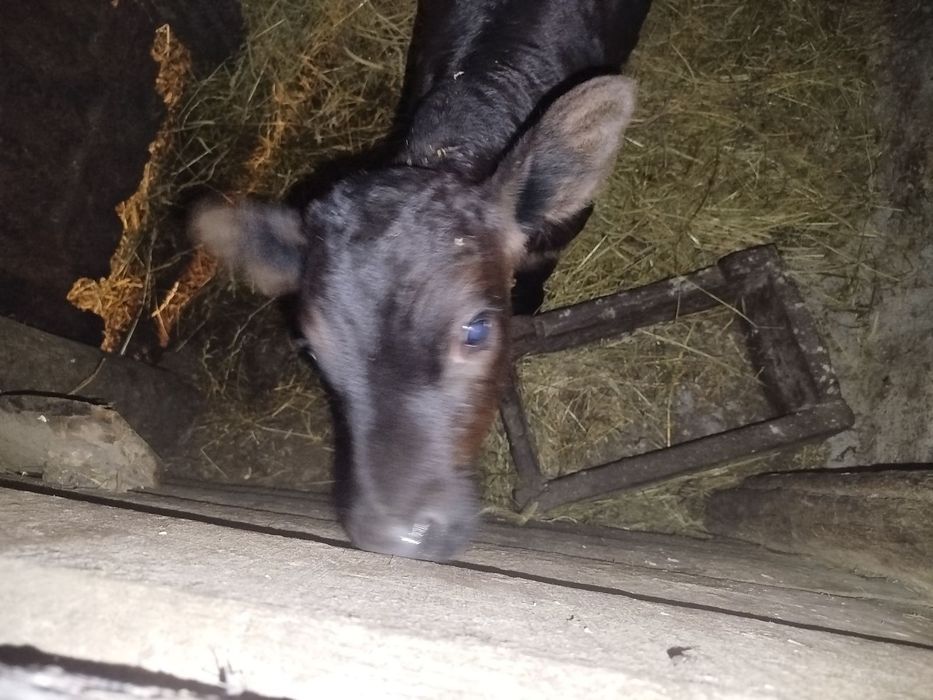 Продам теличка 20 днів