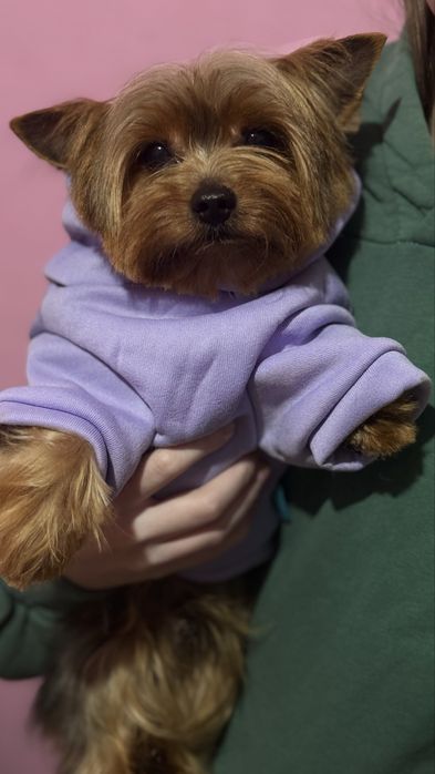 Мальчик йоркширского терьера