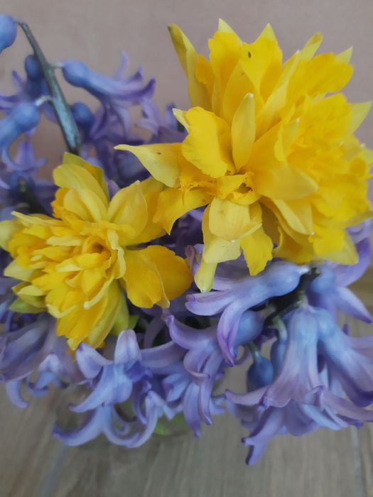 Нарциссы , тюльпаны