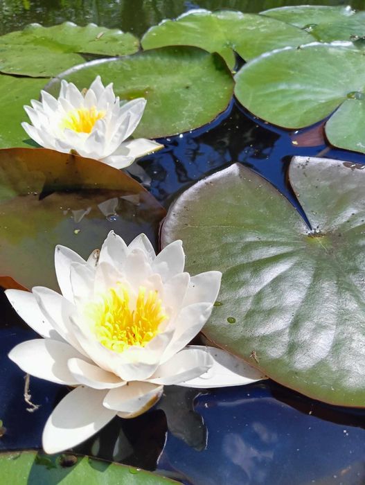 Lilie wodne, lilia wodna do oczka, rośliny do oczka, rośliny wodne