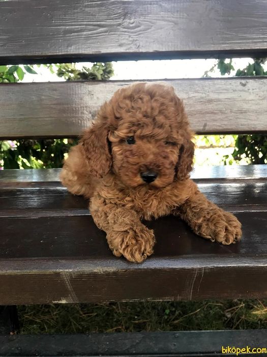 Пудель той мальчики и девочки