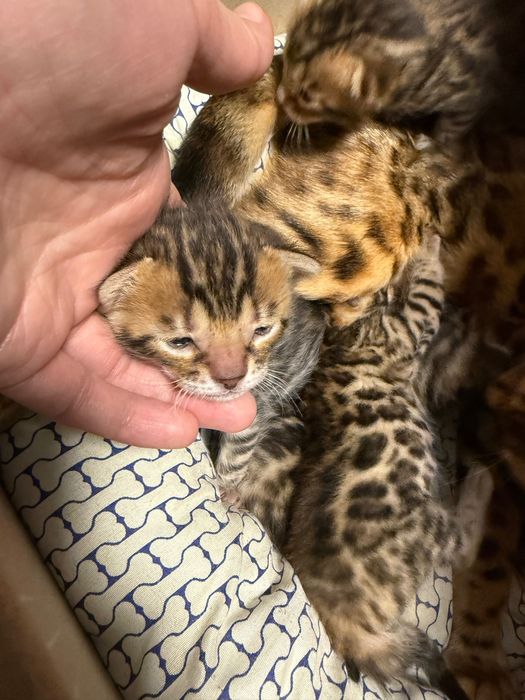 Бенгальські кошенята