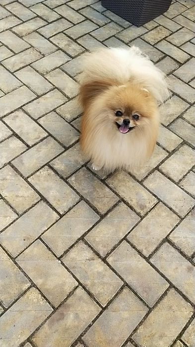 Вязка Померанский шпиц