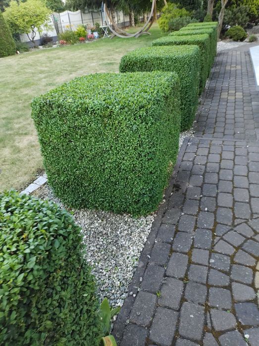 Usługi Ogrodnicze., Zakładanie Ogrodów