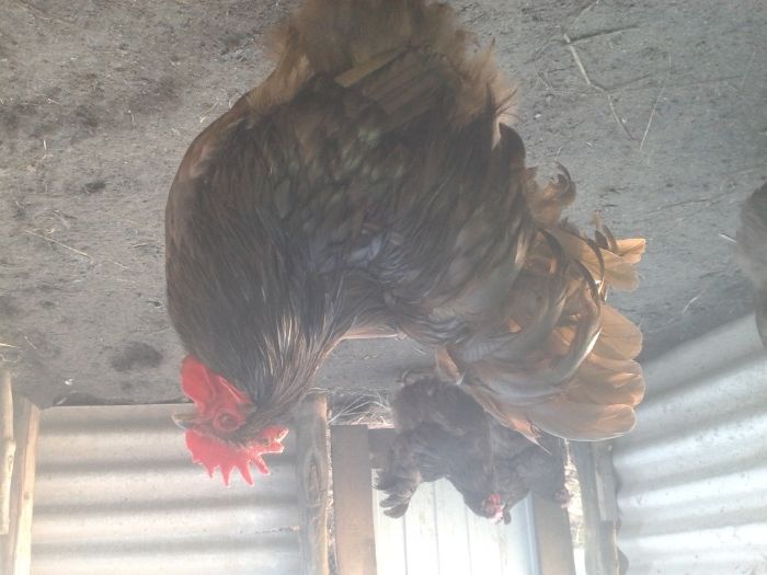 Инкубационное яйцо от кур породы Орпингтон Шоколадный, Шоколад