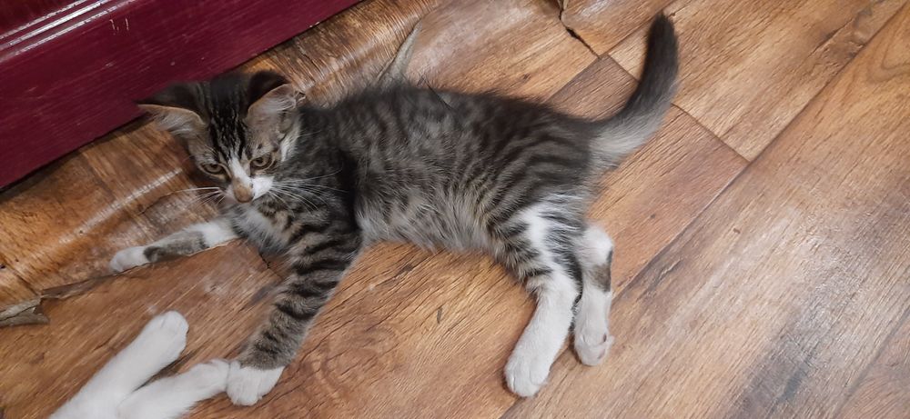 Віддам кошенят(хлопці, 3 місяця), у дбайливу сім'ю