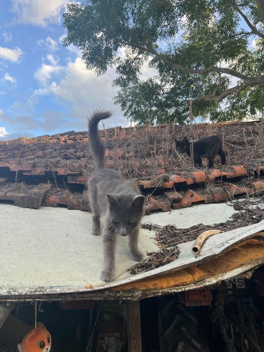 Gata para adoção responsável