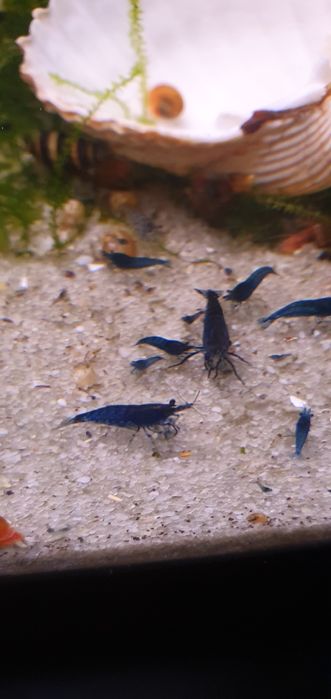 Camarões Neocaridina Blue Dream