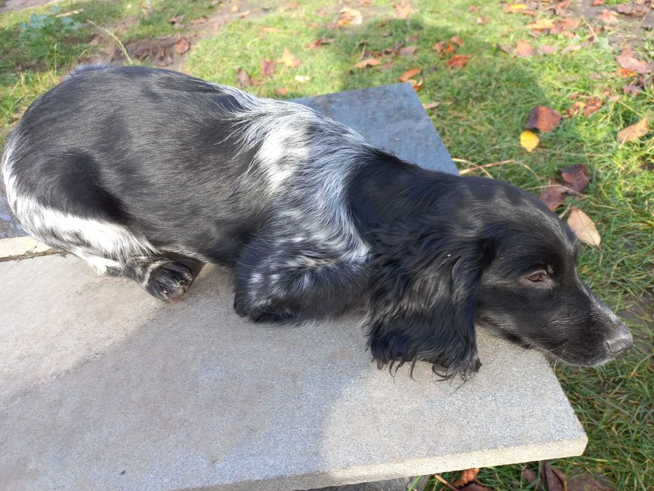 Цуценя РМС руський мисливський спаніель російський спанієль 4 м КРАПКА