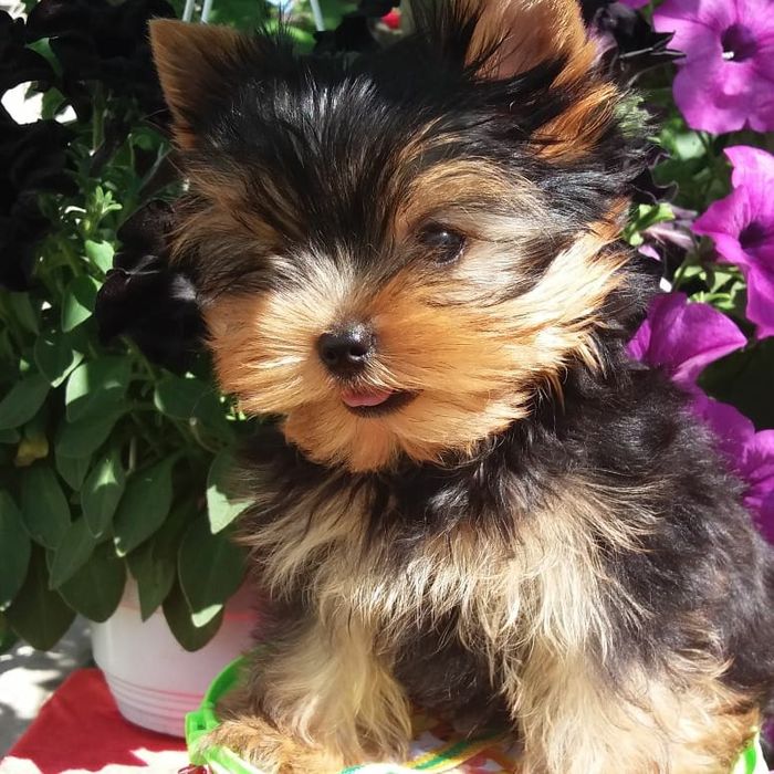 Мальчик на ладошку!