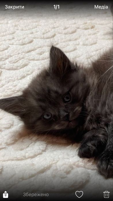 Красуня кішечка пухнаста і спокійна шукає для спбе люблячу родину пиші