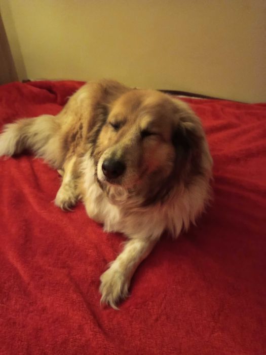 Szukam dobrego domu dla dwóch łagodnych suniek