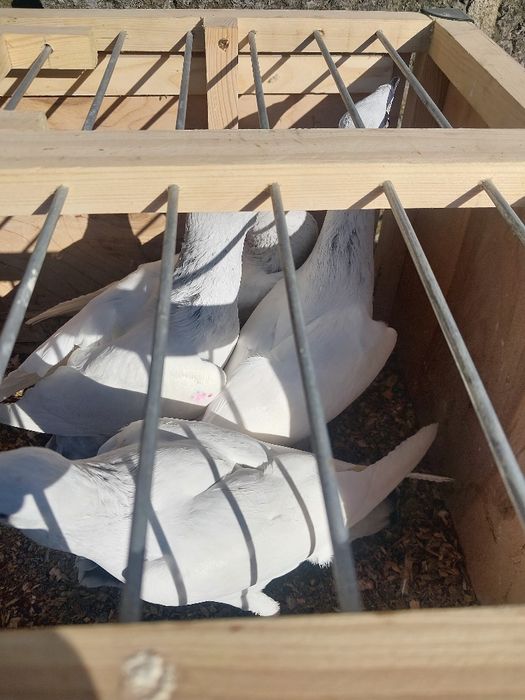 Sprzedam gołębie jasne skladowe