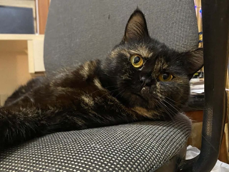 Стерилізована дівчинка в хороші руки