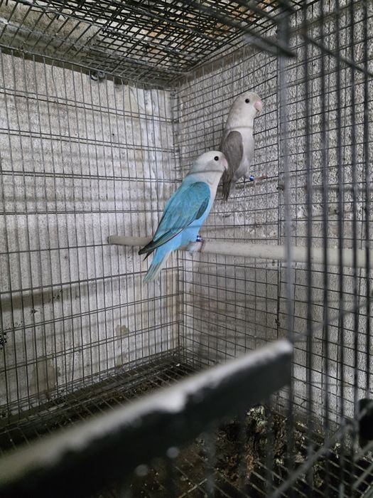 Agapornis Long  Feather