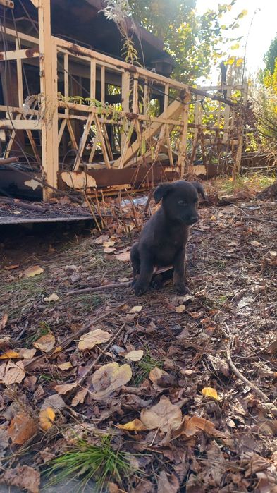 Щенки на выбор, добрым людям