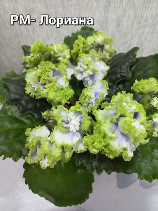 Фіалки трейлери і стандарти, сортові.