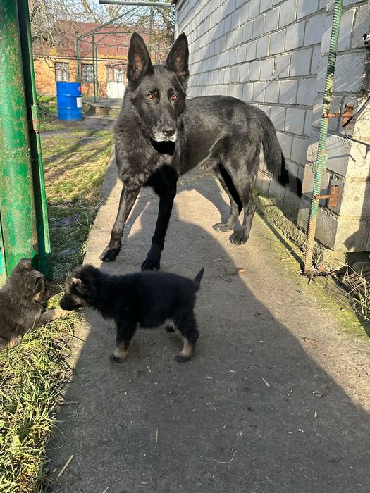 Німецька вівчарка