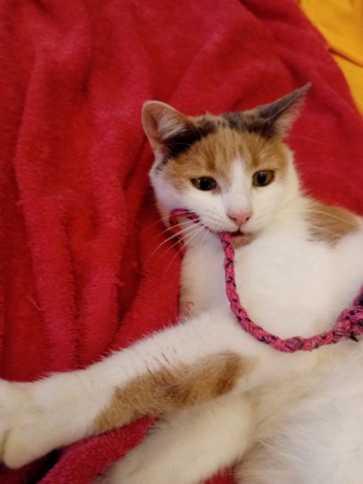 Игривая ручная кошечка, 8 мес. Стерилизована.