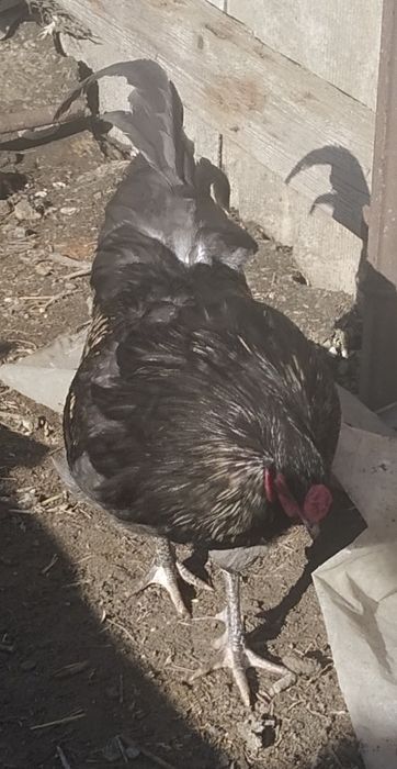 Продам  питухів   амерукану і карлики