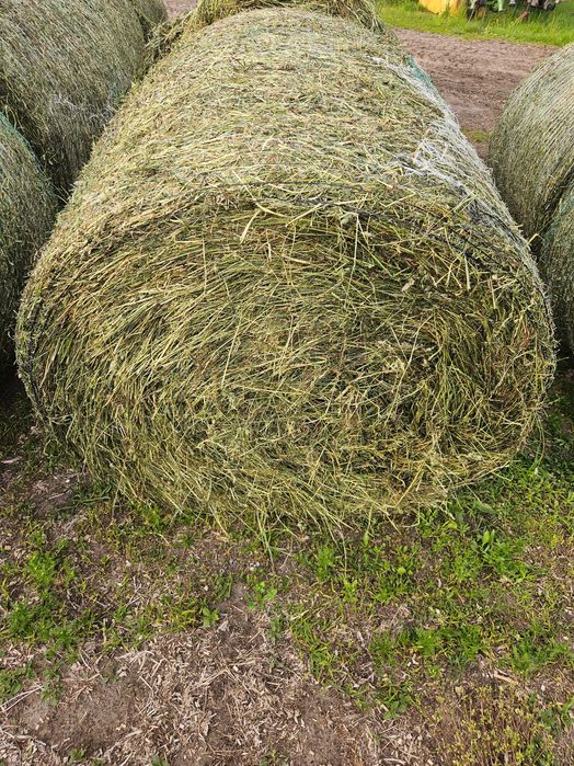 Sianokiszonka w belach, balotach