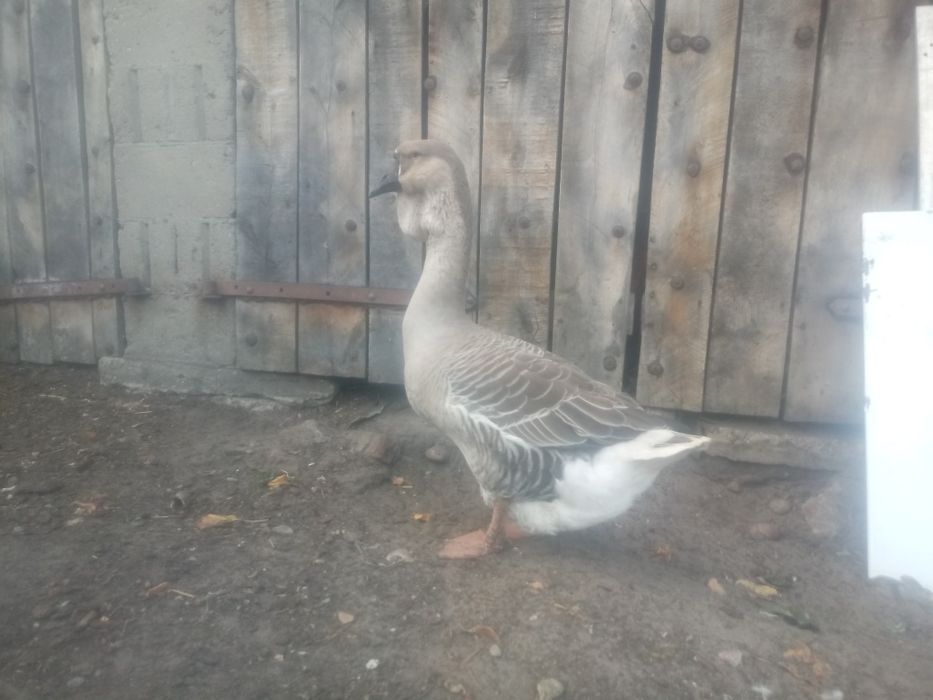 Gęsi tuluskie i chołmogory. Chołmogórskie