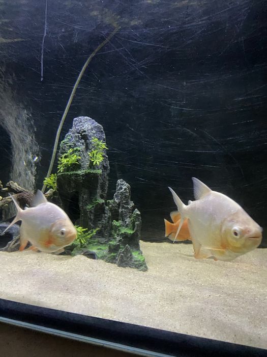 Pacu red albino +\-15cm