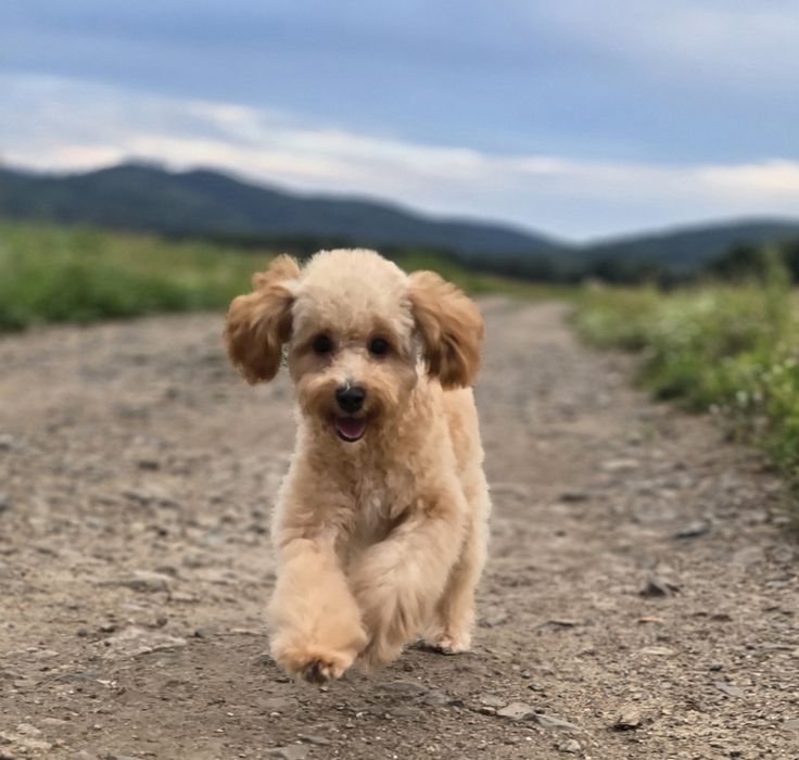 Cavapoo/ mały chłopczyk