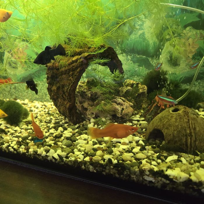 Akwarium z wyposażeniem