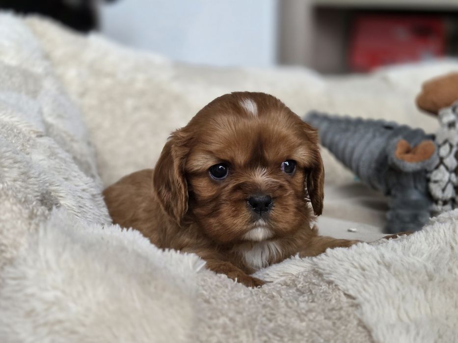 Cavalier King Charles spaniel