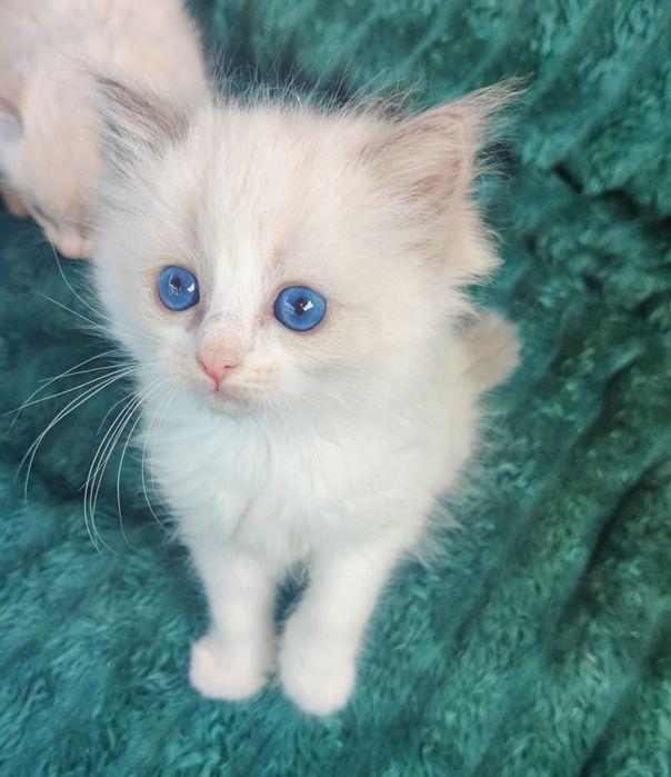 Kotka Ragdoll z międzynarodowym rodowodem WCF