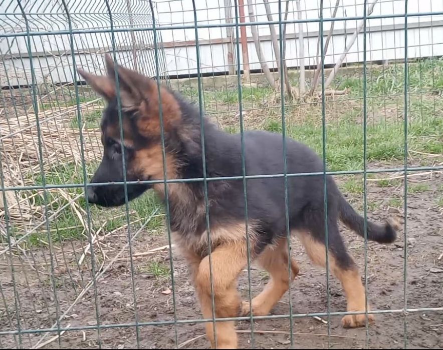 Німецька вівчарка